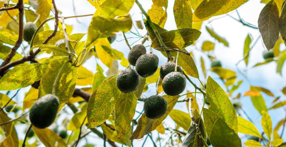 Sun Does An Avocado Tree Need