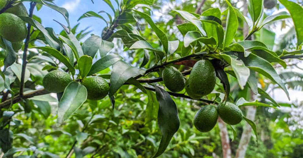 Avocados To Grow