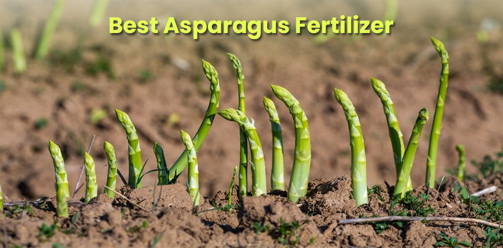 Best asparagus fertilizer