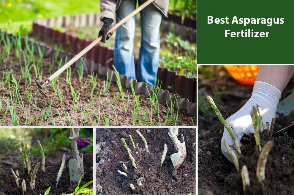 Best Asparagus Fertilizer