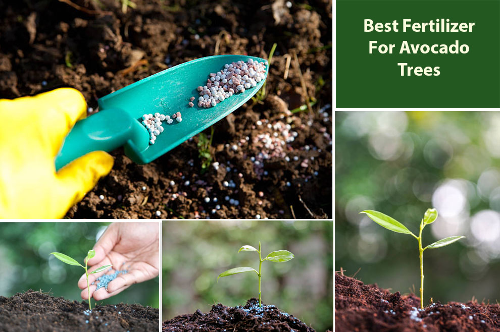 Best Fertilizer for Avocado Trees