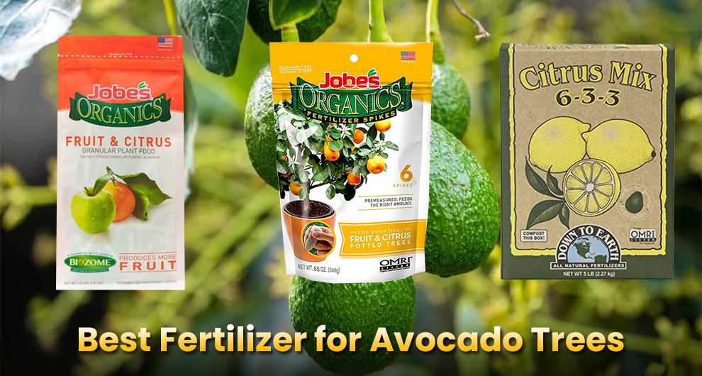 Best Fertilizer for Avocado Trees
