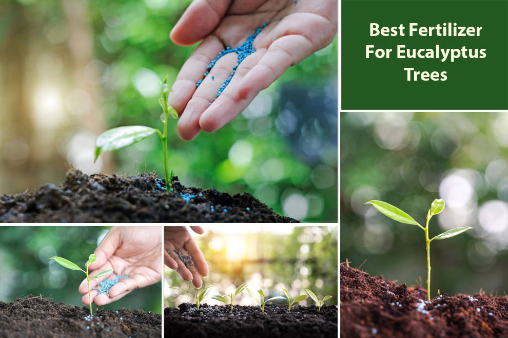 Best Fertilizer for Eucalyptus Trees