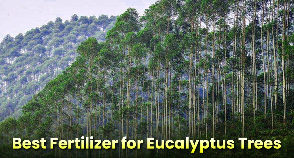  Best Fertilizer for Eucalyptus Trees