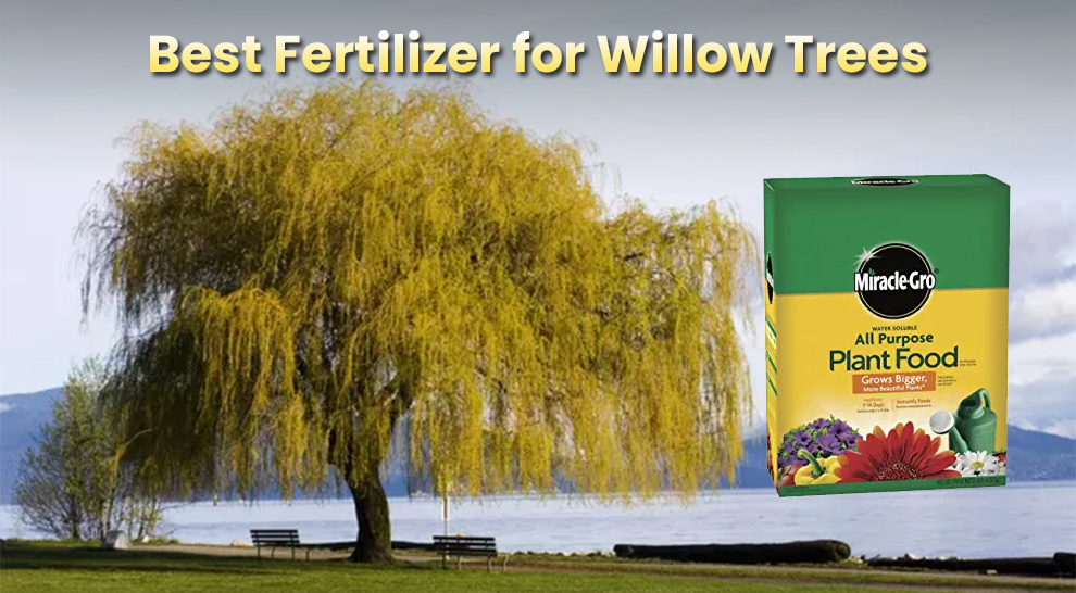 Best fertilizer for willow trees 