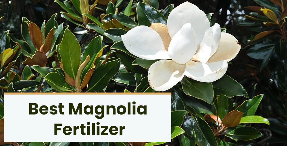 Best Magnolia Fertilizer