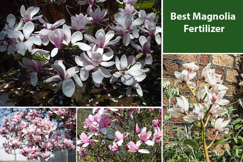 Best Magnolia Fertilizer