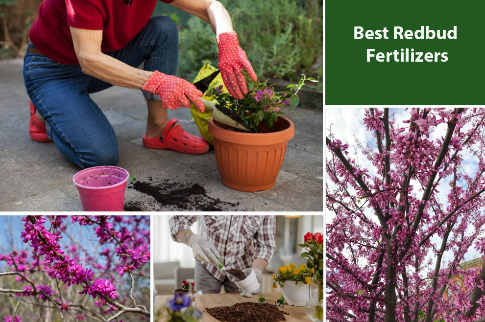 Best Redbud Fertilizers