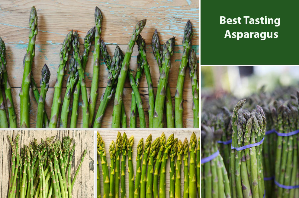 Best Tasting Asparagus