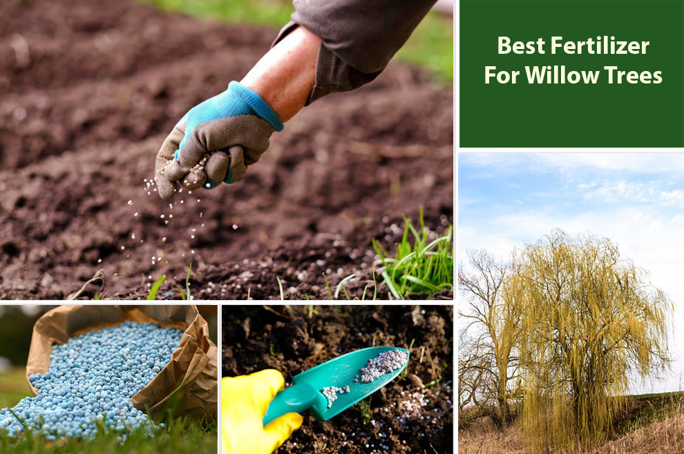 Best Willow Tree Fertilizers