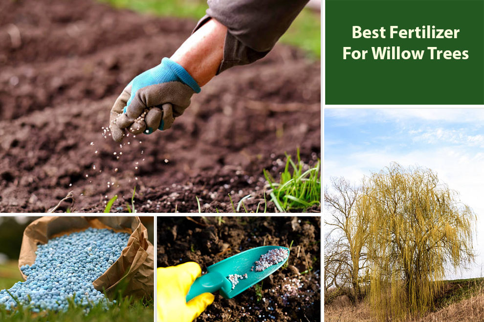 Best Willow Tree Fertilizers