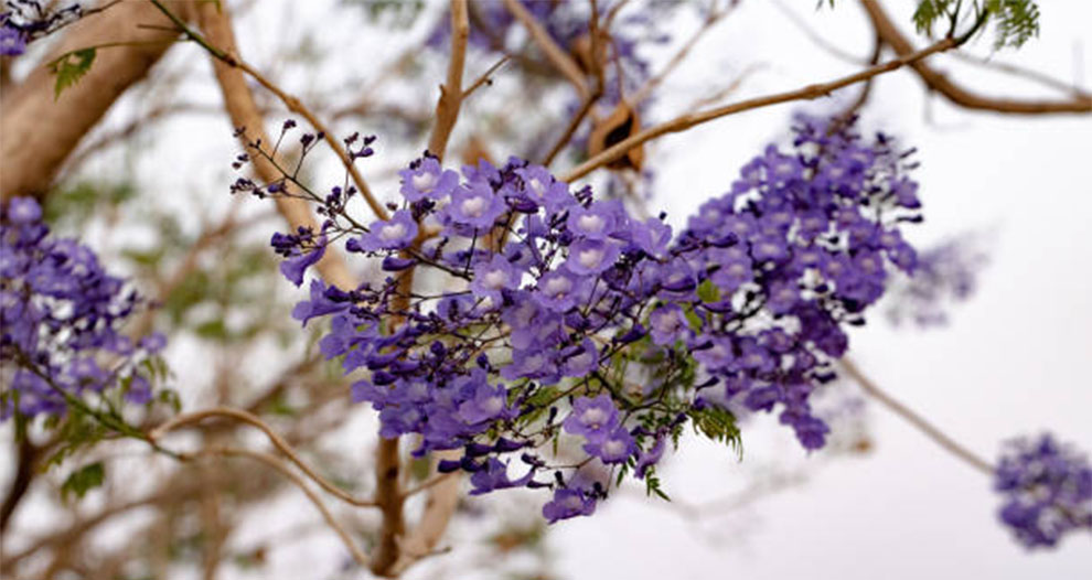 Bonsai Blue Jacaranda Growth Rate