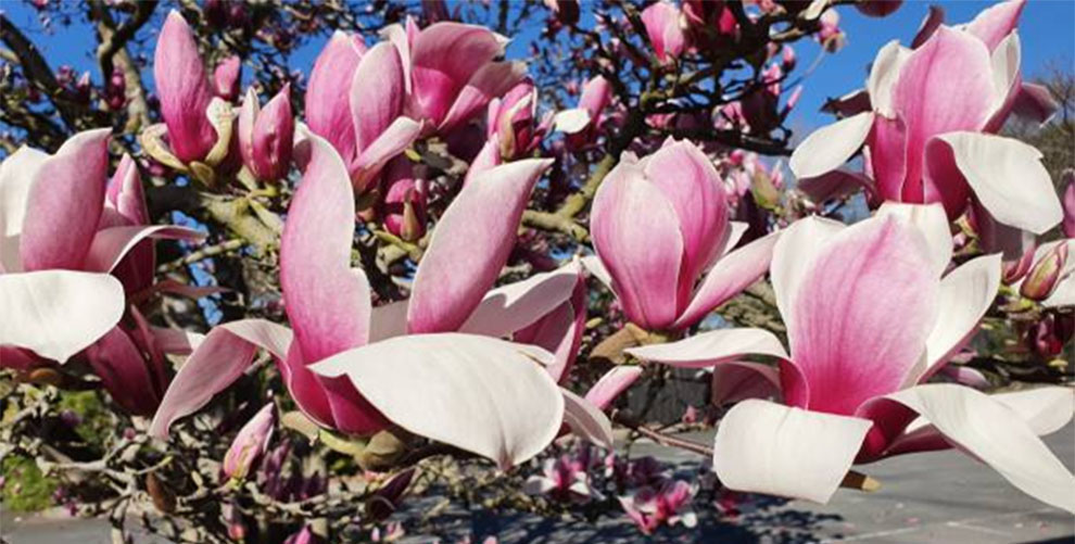 Fertilizer for Magnolia Trees