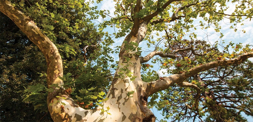 California Sycamore Tree