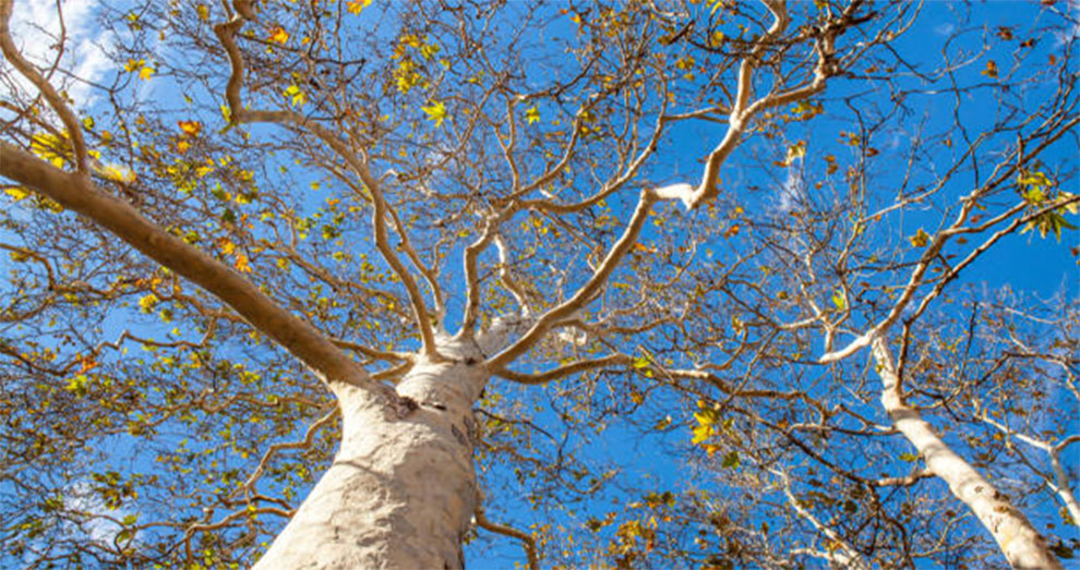 California Sycamore Tree