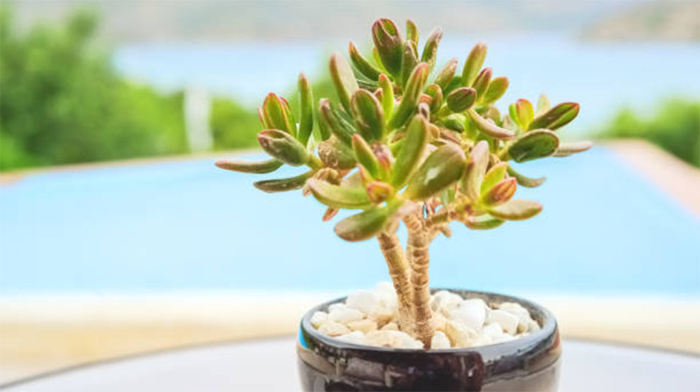 Campfire Jade Plant