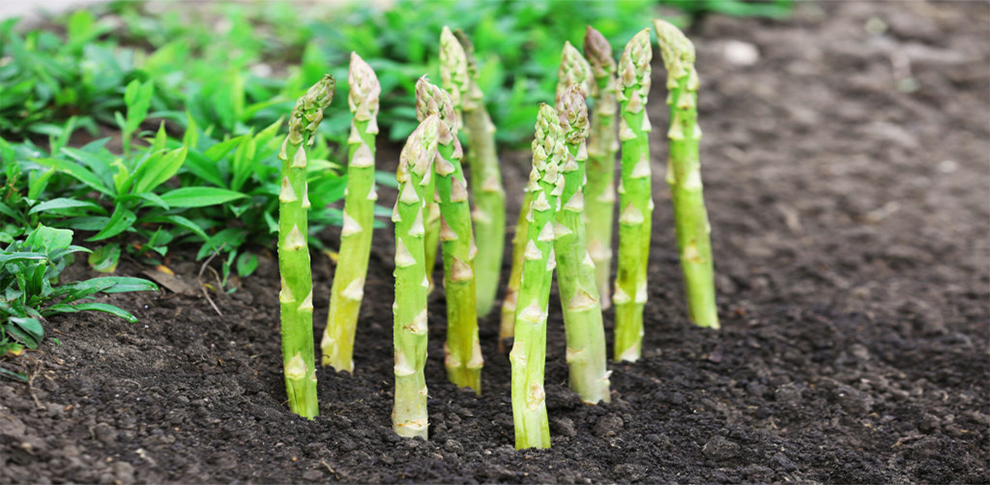 How Long Can You Pick Asparagus