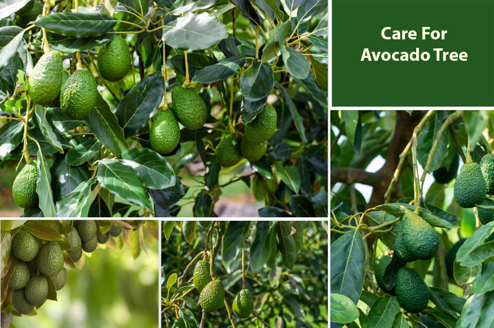 Care for Avocado Tree