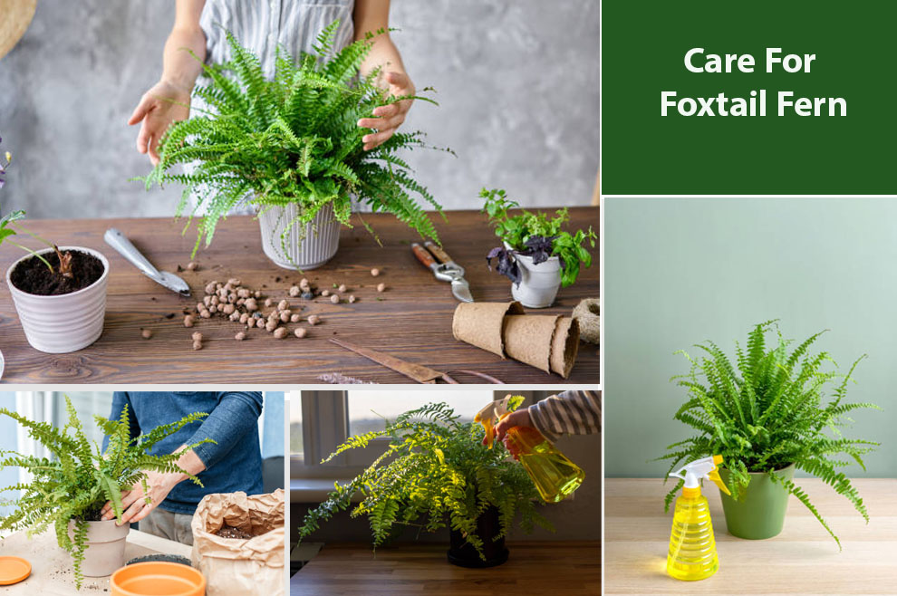 Foxtail Fern Care