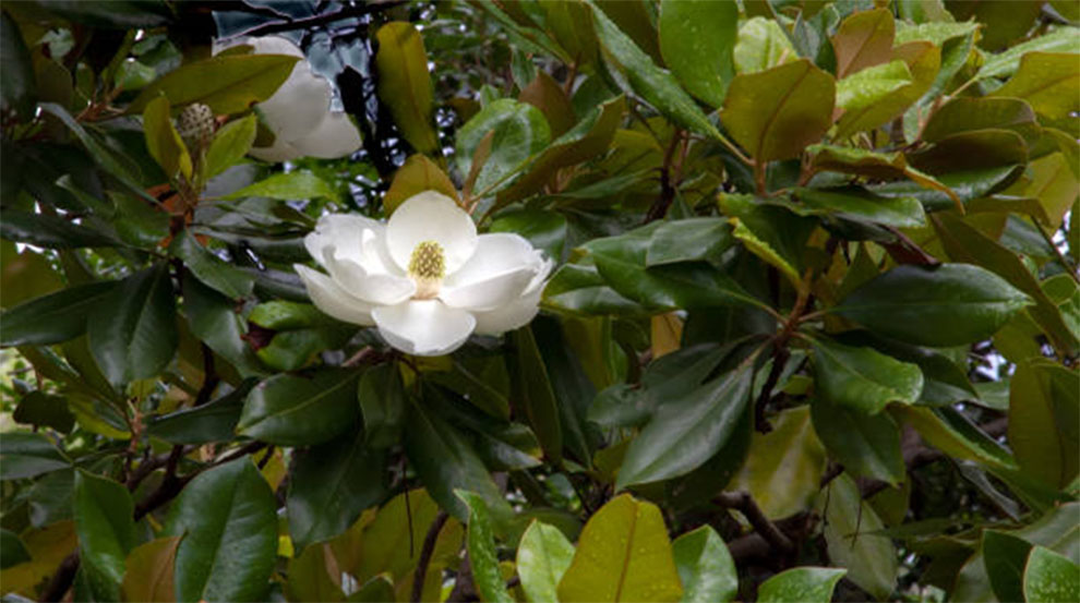 Care for Sweet Bay Magnolia