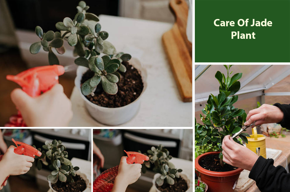 Care Of Jade Plant 