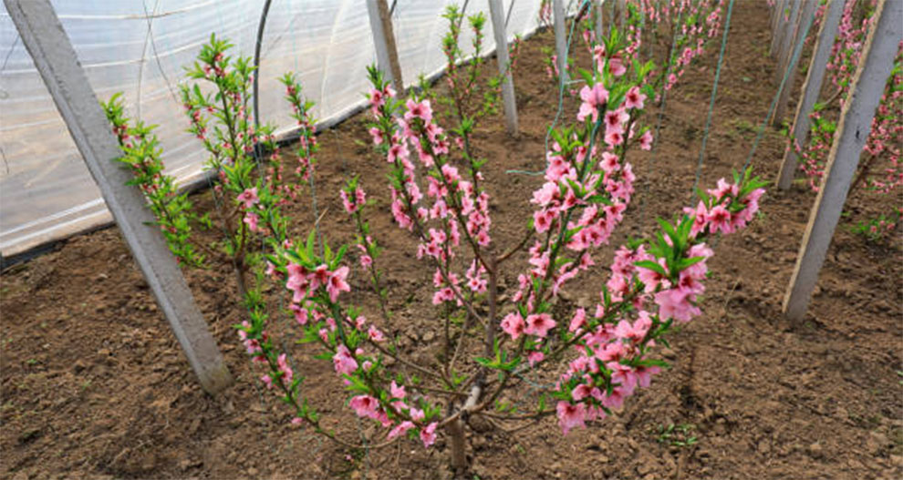 Caring For The Seedling To Let It Grow Into A Tree