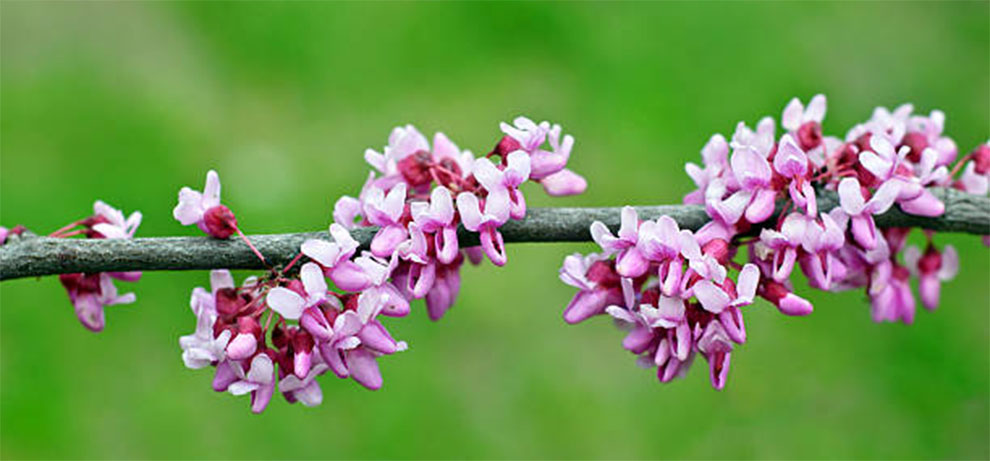 Chain Flowered Redbud