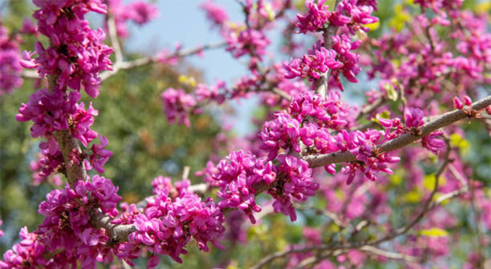 Chinese Redbud