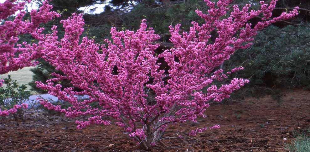 Chinese Redbud