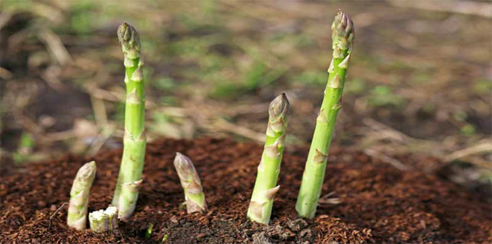 Coffee Asparagus Fertilizer