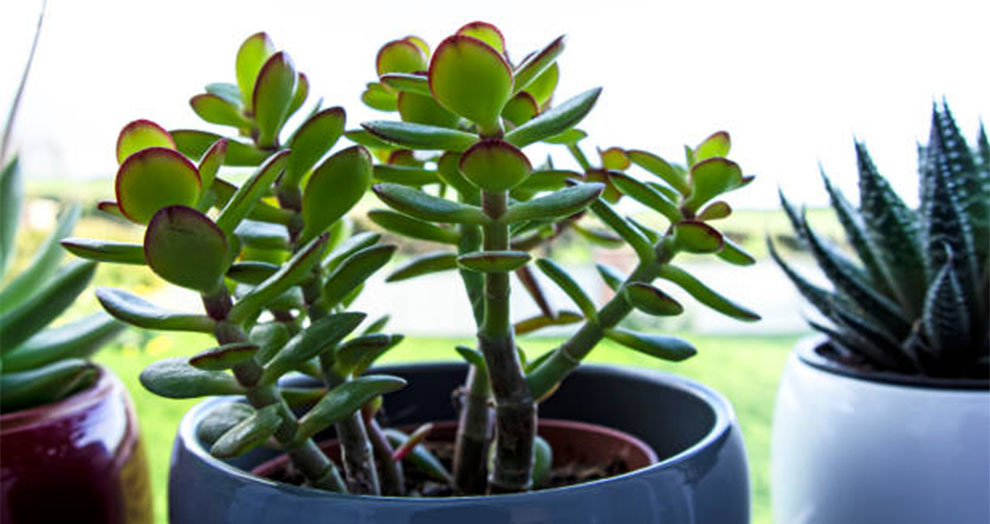 Common Jade Plant