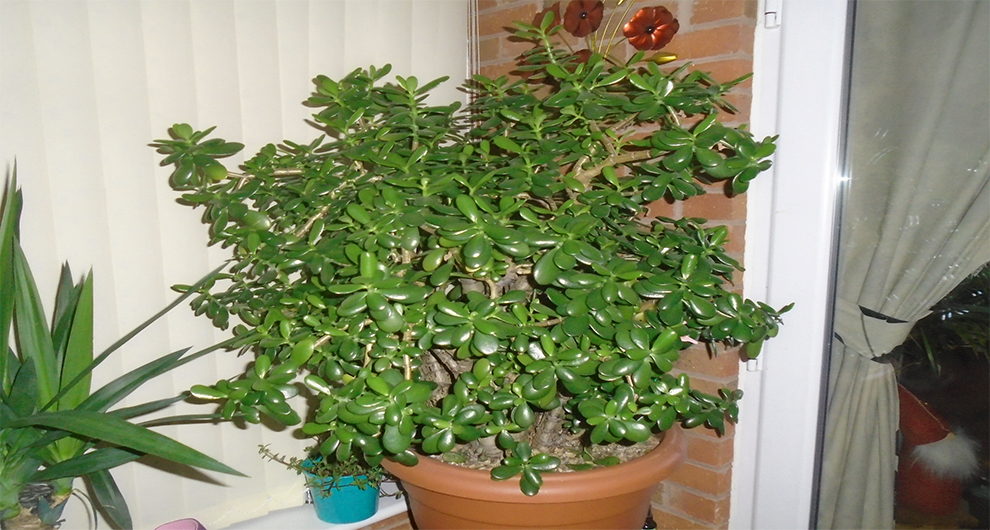 Do Jade Plants Need Big Pots