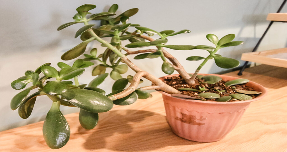 Do jade plants need direct sunlight