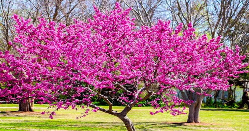Eastern Redbud