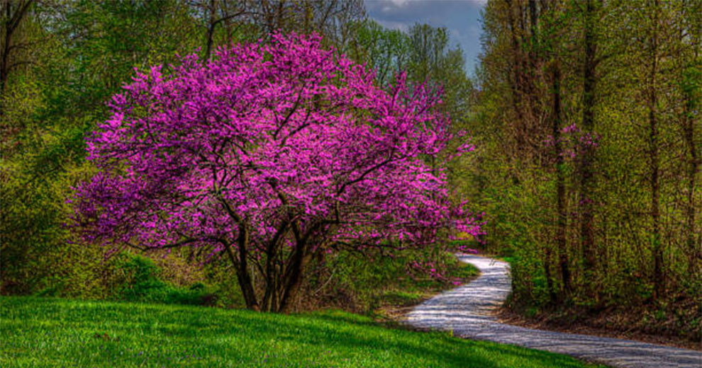 Eastern Redbud