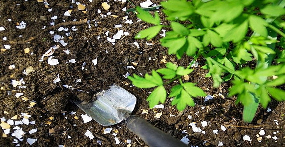 Eggshell Fertilizer