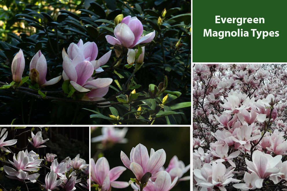 Evergreen magnolia types