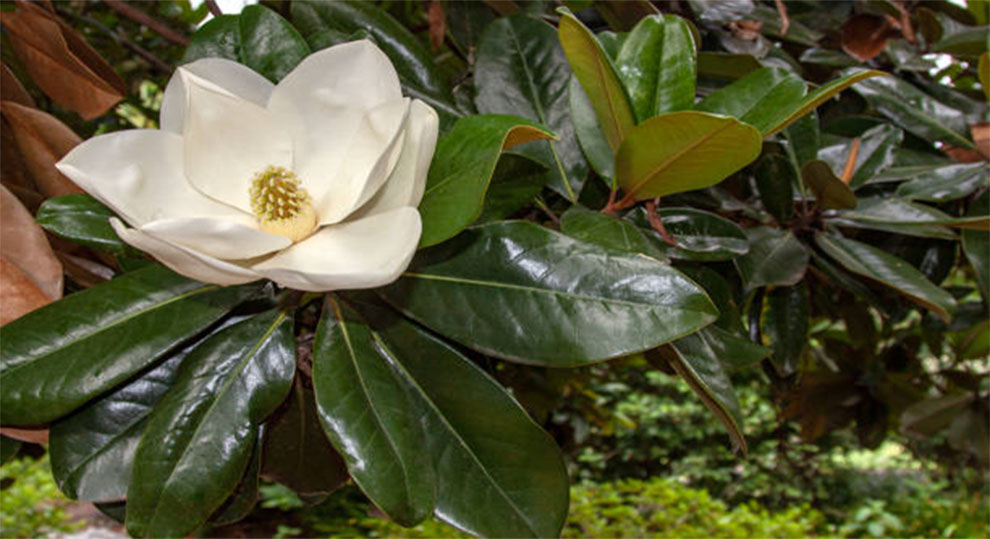 Evergreen Magnolia Cultivars and Hybrids