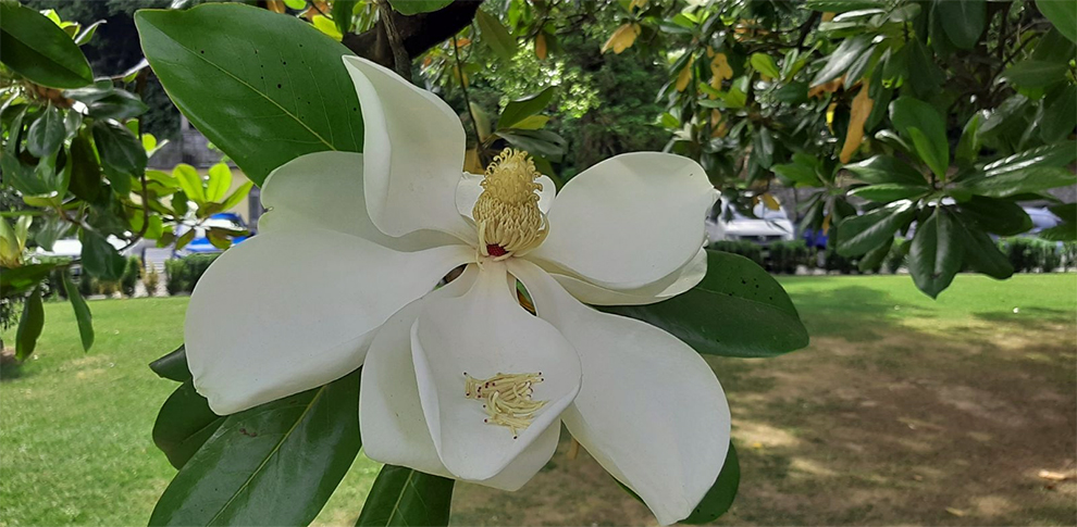 Evergreen Magnolia Cultivars and Hybrids