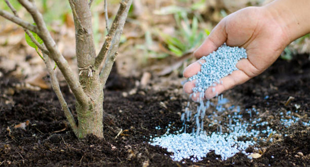 Fertilize Avocado Trees