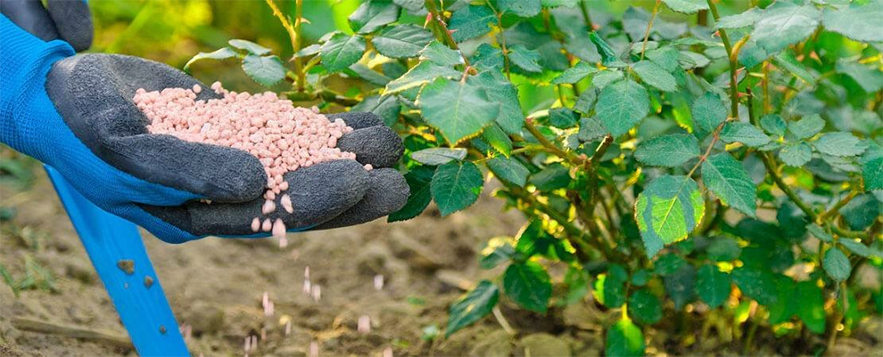 fertilize avocado trees