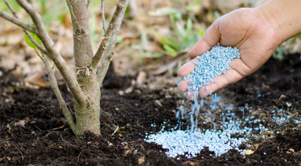 Fertilizer Even Necessary For Willows