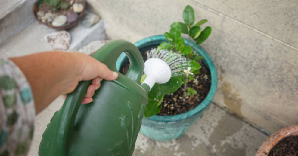 Fill A Self Watering Planter