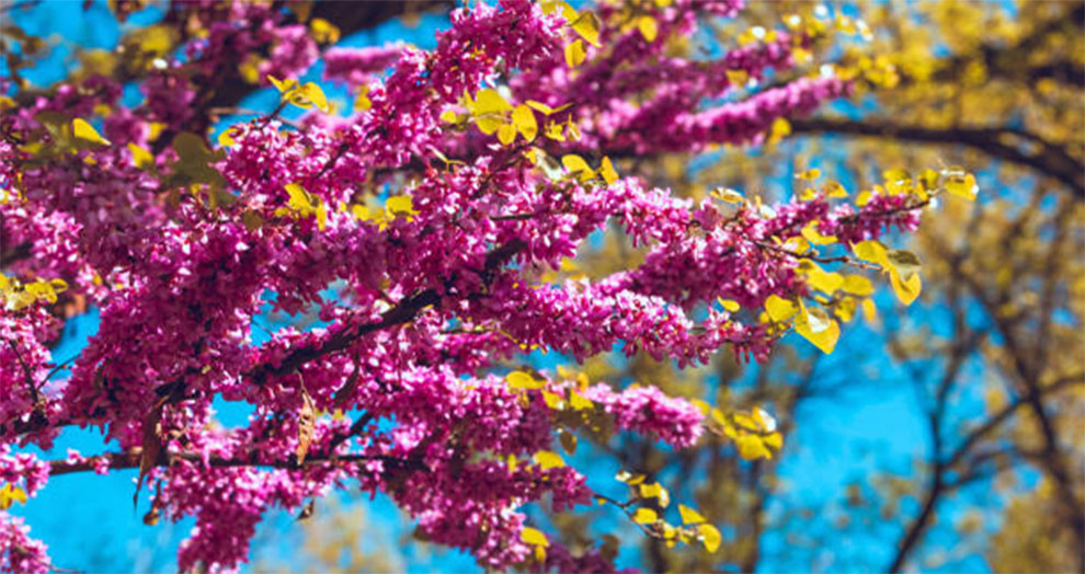 Forest Pansy Redbud