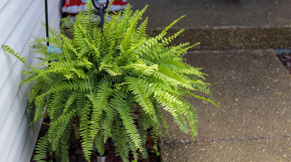 Foxtail Fern Light Requirements