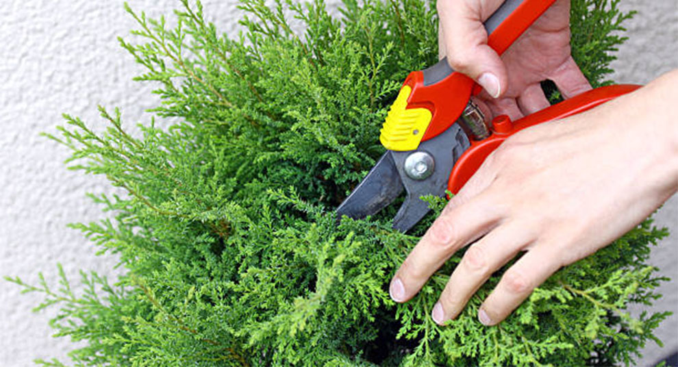 Pruning