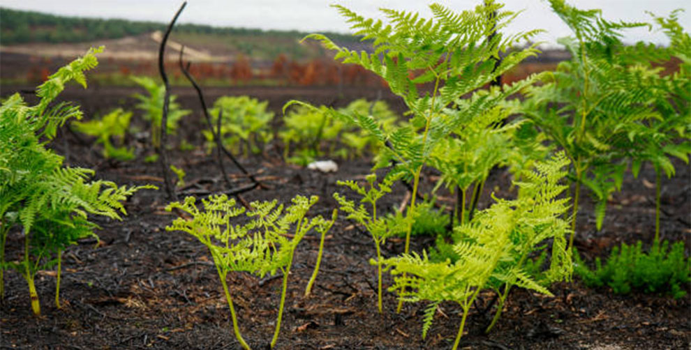 Foxtail Fern Soil Needs