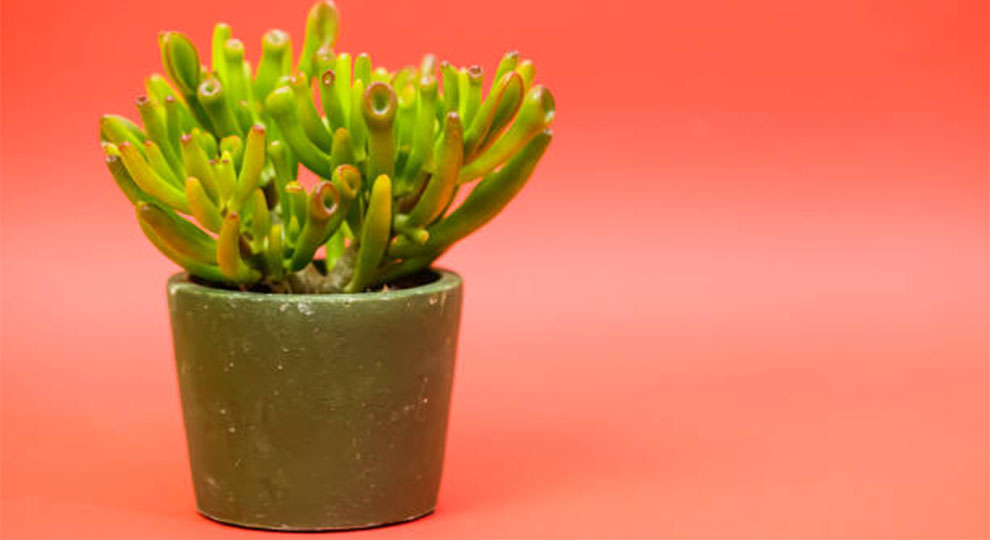 Gollum Jade