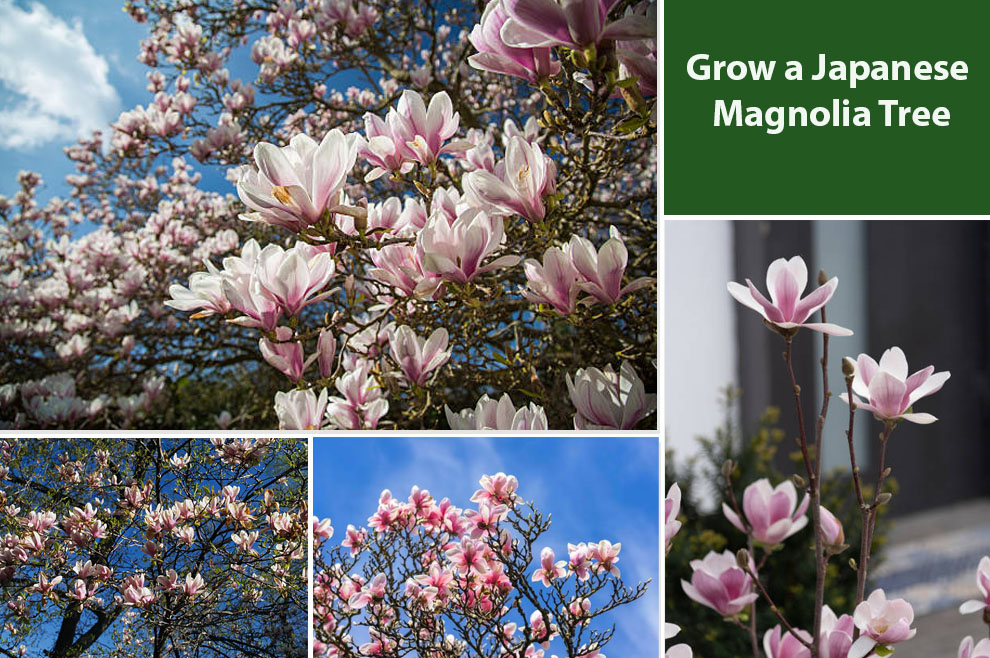 Grow a Japanese Magnolia Tree