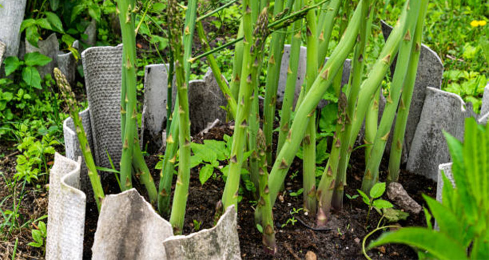Grow Asparagus from Seeds – Helpful Planting Tips